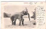 CPA - A CEYLON ELEPHANT - ELEPHANT D´ASIE - PRECURSEUR - 1904 - - Elephants
