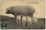 COCHONS Une Heureuse Petite Famille - Pigs