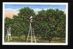 Picking Oranges In Dr. Garnett's Orange Grove, Saint Augustine, Florida, United States - Cultures