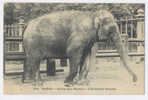 Paris 5 ème - L´ éléphant Femelle Au Jardin Des Plantes . IPM N° 216 . - Elephants