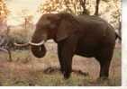 Elephant Postcard - Carte Postale D´elephant - Elefantes