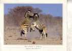 Zebra Postcard - Carte Postale De Zebre - Zebra's
