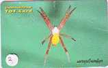 Araignée - Spider - Spinne - Spin - Insect (2) - Other & Unclassified