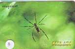 Araignée - Spider - Spinne - Spin - Insect (3) - Sonstige & Ohne Zuordnung