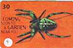 Araignée - Spider - Spinne - Spin - Insect (4) - Otros & Sin Clasificación