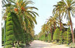 CP - PHOTO - CADIZ - PARQUE DE GENOVES - PASEO DE LAS PALMERAS - 38 - Cádiz