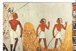 CP - TOMB OF NOBLE MENNA - 1032 - MEN HEAPING THE CORN - MOISSONNEURS ENTASSANT LE GRAIN - EGYPTE - Antigüedad