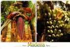 Bananas Postcards - Carte Postale Sur Les Bananes - Cultivation