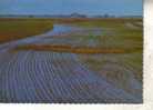 Rice Paddock Postcards - Carte Postale Sur Le Riz - Culturas