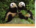 Carte Postale De Panda - Panda Bear Postcard - Bears