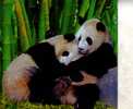 Carte Postale De Panda - Panda Bear Postcard - Ours