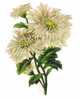 Decoupis Ht 90mm Branche De Dahlia Jaune Beige - Blumen