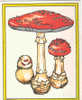 C AMANITA MUSCARIA FUNGHI CHAMPIGNONS MUSHROOMS   PILZ SETAS - Hongos