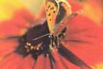 PAPILLON / BUTTERFLY / SCHMETTERLING - Vlinders