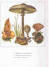 C MACROLEPIOTA PROCERA LACTARIUS DESSIN GERARD SCHIMDT CHAMPIGNONS MUSHROOMS FUNGHI  PILZE   SETAS - Champignons