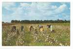 Cotton Picken Time In The South ,GEORGIA- USA 1967 - Autres & Non Classés