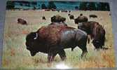 Animals,Wild,Buffalo,South Dacota,postcard - Toros