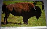 Animals,Wild,Buffalo,Yellowstone,National Park,postcard - Bull