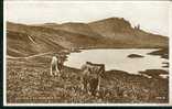 Photo Brown Postcard Highland Cattle Loch Fada & The Stoor Rock Isle Of Skye Scotland - Ref A69 - Inverness-shire