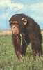 SINGE - CHIMPANZE / MONKEY / AFFE - ANCIENNE CP - Monos