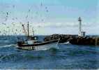 CPSM.  BATEAU DE PECHE AVEC MOUETTE. - Fishing Boats