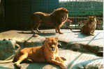 CARTE POSTALE DU ZOO DE LA CITADELLE DE BESANCON - LES LIONS - Leeuwen