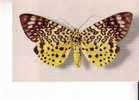 MOOREA ARGUS  - Assam -  Collection Boubée - - Butterflies