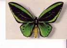 ORNITHOPTERA ARUANRA -  Aru Islande -  Collection Boubée  - N°  2 - Butterflies