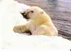 OURS BLANC - - Bears