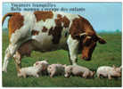Vache - Cochon - Porcelets - Ours