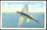 Flying Fish, Catalina Island, California - Poissons Et Crustacés