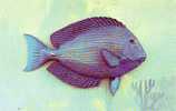 Blue Tang - Poisson Fish - Valence Of Miami #54631 - Fische Und Schaltiere