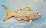 Yellowtail - Poisson Fish - Valence Of Miami #61074 - Pesci E Crostacei
