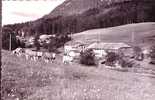 CARTE POSTALE DE PATURAGES AVEC DES VACHES A MIJOUX DANS L´AIN - Elevage