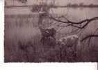 CARTE PHOTO -   Vaches Dans Les Marais - Allevamenti