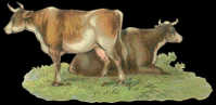 DECOUPI ANCIEN - 2 Vaches - DIE-CUT - Dieren