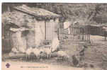 CPA - PETIT DEJEUNER EN FAMILLE - 589 -  C. C. C. C. - FERMIERE COCHONS ET POULES PRES DE LA MANGEOIRE DEVANT LA FERME - Cochons