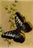 CPSM.  PAPILLONS EXOTIQUES. PARTHENOS SYLVIA TUALENSIS (INDE MALESIE). BON ATAT - Butterflies