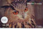 UIL HIBOU Owl EULE Op Telefoonkaart (266) - Eulenvögel