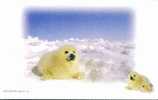Polar Bear ,   Pre-stamped Card , Postal Stationery - Bears