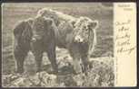 Two Highland Calves - Taureaux