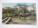 Rinderherde Bei Der Tranke - Cow Bull Breeding     1907    F D20447 - Toros