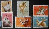 BELGICA 1961 FAUNA DEL ZOO DE AMBERES - YVERT 1182/87 - Giraffes