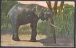 Indian Elephant - Elefantes