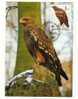 Carte Postale 1er Jour De Hongrie Wwf  Rapaces - Cartes-maximum (CM)