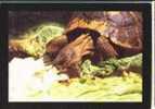 Cpm Tortue Turtle - Turtles