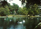 Carte Postale 91. Massy-Verrières  Le Parc Et Ses Cygnes Trés  Beau Plan - Massy