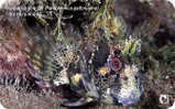 SINGURICA MRKULJA  ( Croatie - Issue 2007. )  Marine Life - Underwater - Undersea - Fish - Poisson - Fisch - Pesci - Kroatië