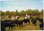 Cp CAMARGUE Promenade à Cheval Et Manade De Taureaux - Taureaux