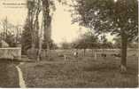 CP 76 NEUFCHATEL EN BRAY La Promenade Des Prés (vaches) - Neufchâtel En Bray